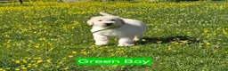 Komondor dogs for sale: Komondor green - Ad 1