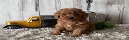 Toy Poodle dogs for sale: Valor - Ad 1