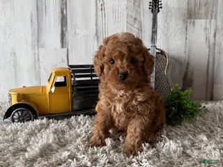 Toy Poodle dogs Valor - Ad 22