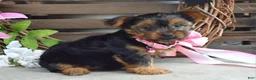 Yorkshire Terrier dogs for sale: Skye - Ad 5