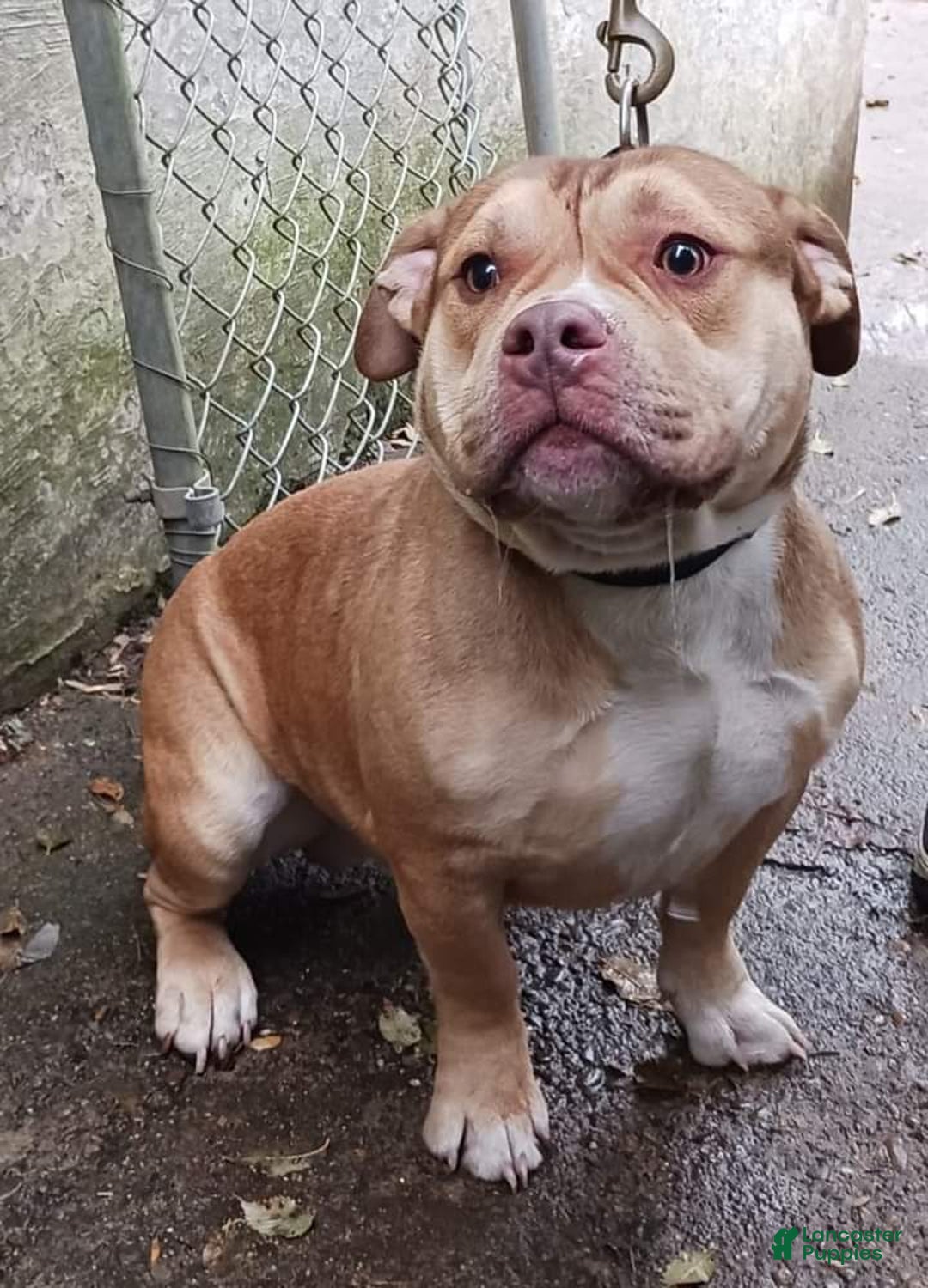 American Bully dogs for sale: Bubbles - Ad 9