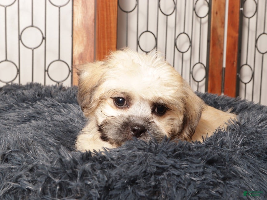 Shorkie dogs Max - Curious Shorkie  - Ad 1
