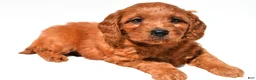 Mini Goldendoodle dogs for sale: Flossy  - Ad 8