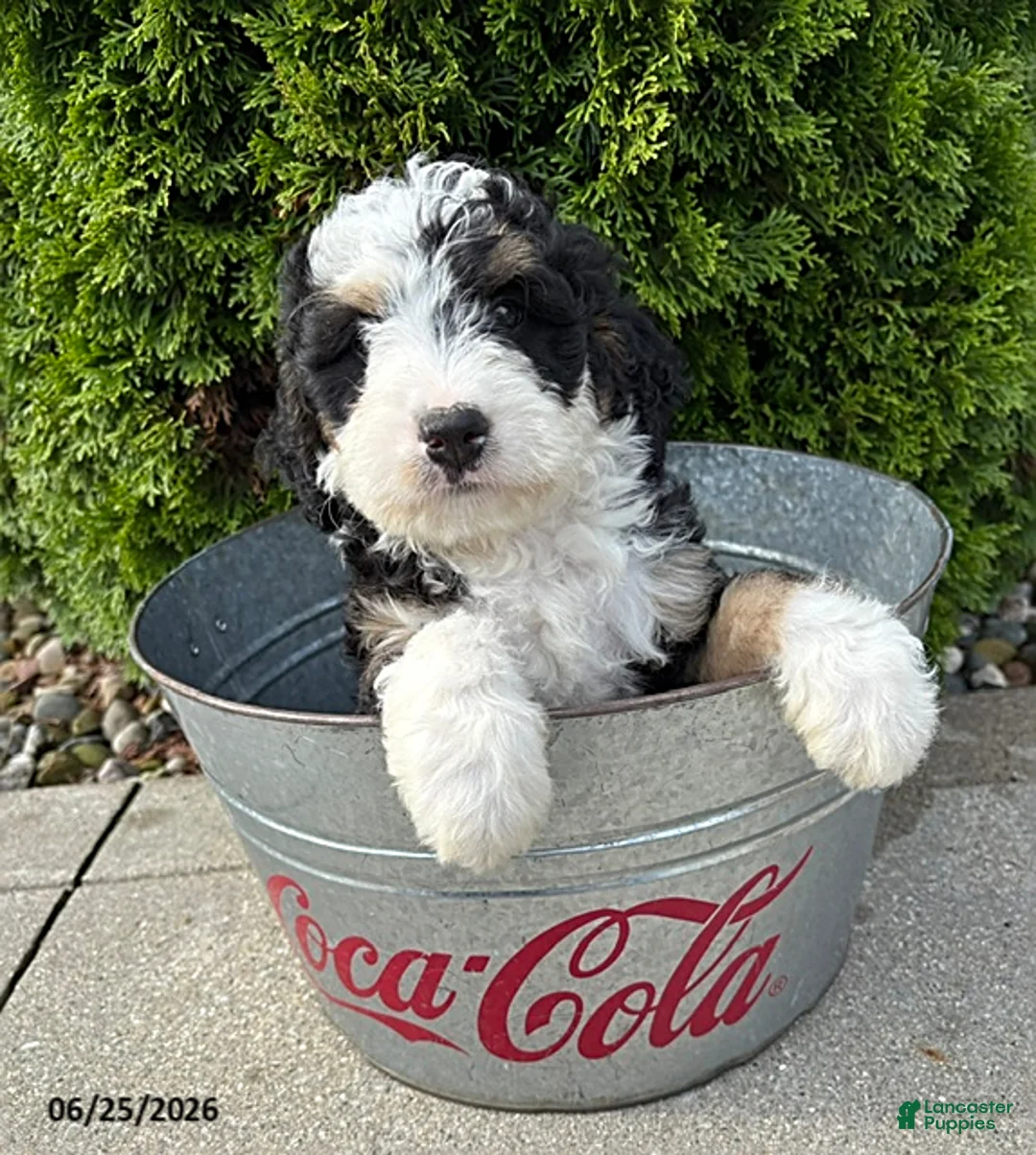 Bernedoodle dogs for sale: Alexander - Ad 2