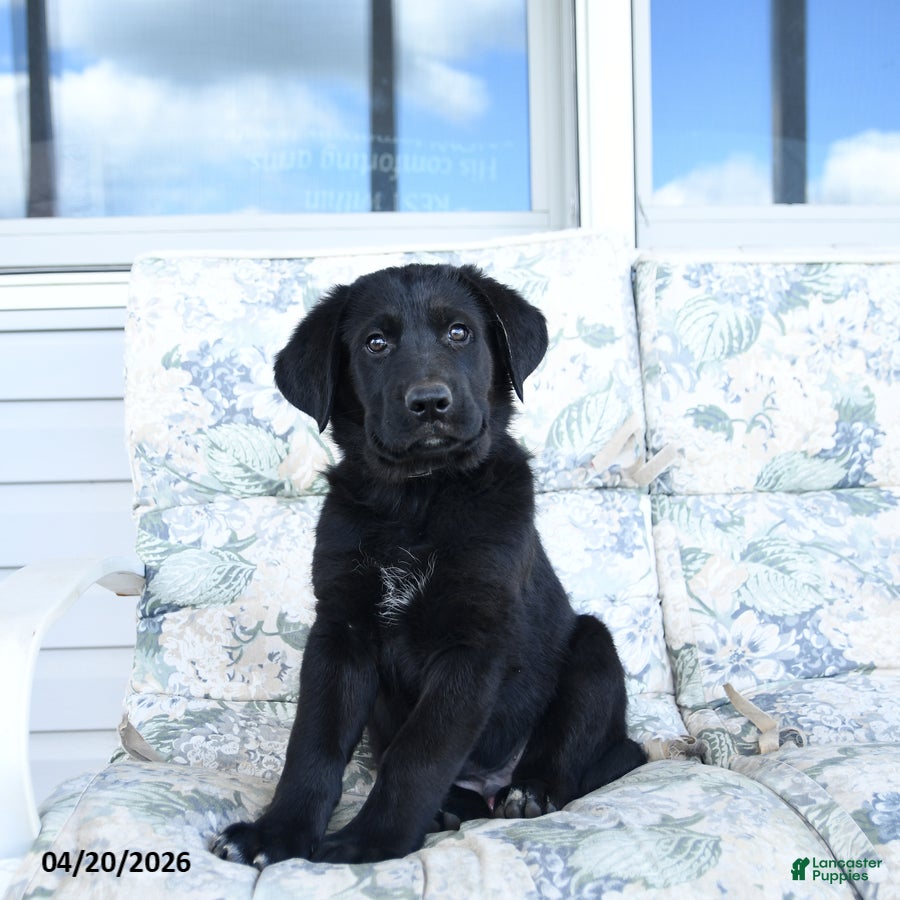 Mixed Breed dogs for sale: Lester - Ad 3