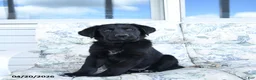 Mixed Breed dogs for sale: Lester - Ad 1