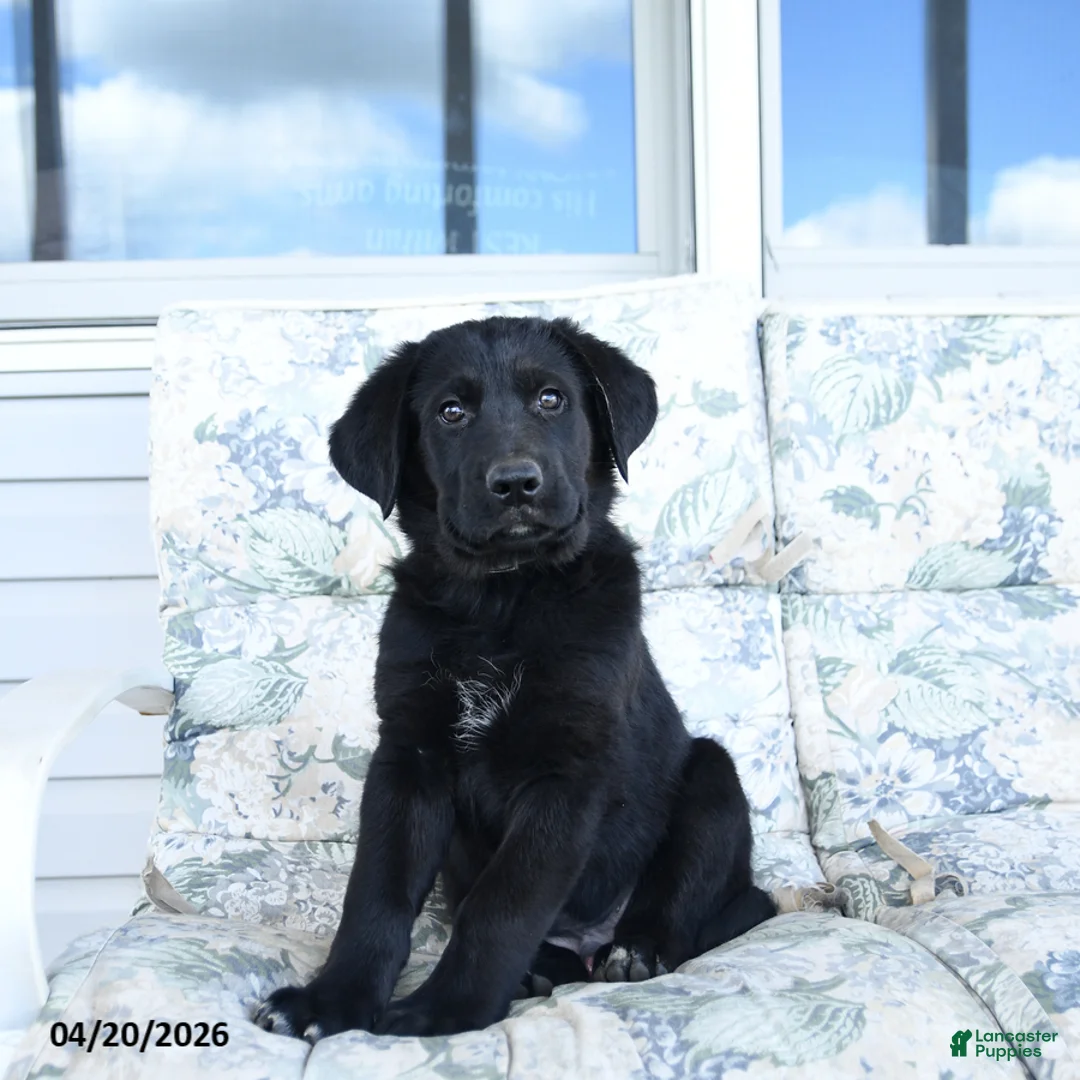 Mixed Breed dogs for sale: Lester - Ad 1