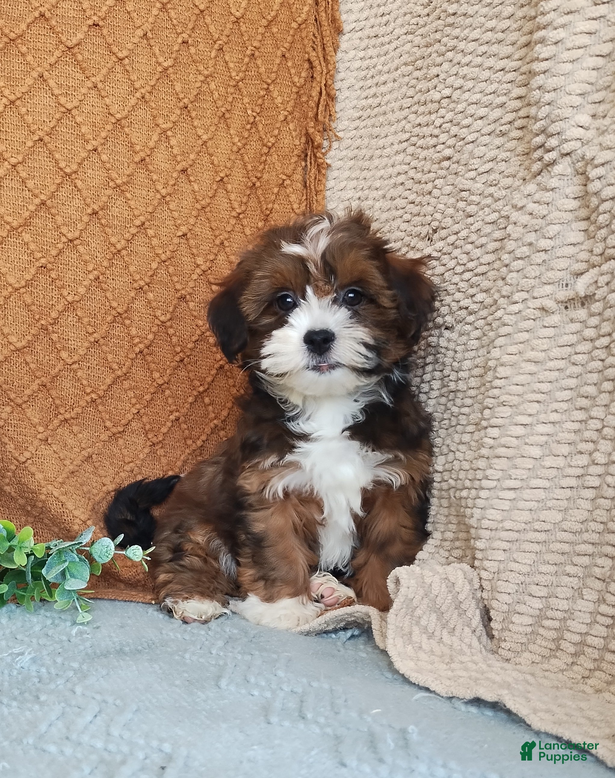 Havanese dogs Pearl  - Ad 1