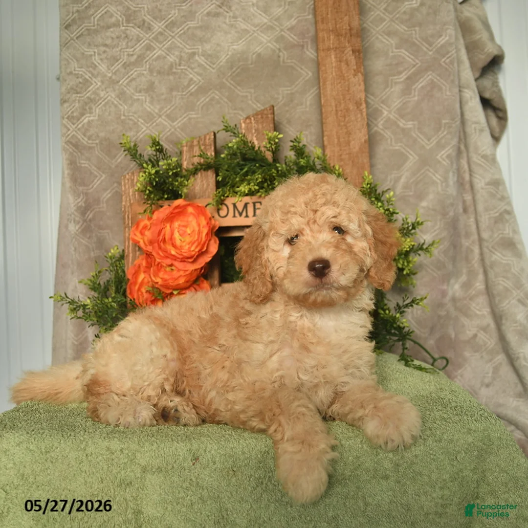 Mini Goldendoodle dogs for sale: Goofy  - Ad 1