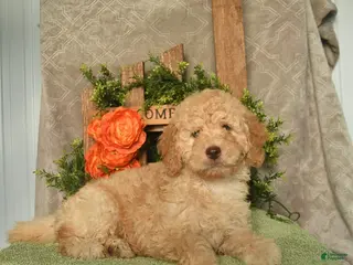 Mini Goldendoodle dogs for sale: Goofy - Ad 1