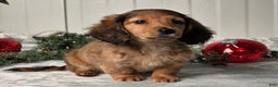 Miniature Dachshund dogs for sale: Shelly - Ad 6