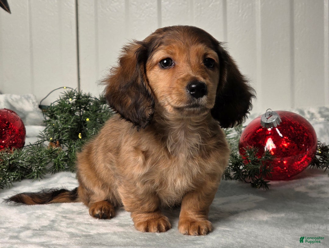 Miniature Dachshund dogs for sale: Shelly - Ad 6