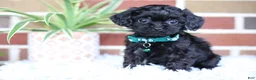 Cavapoo dogs for sale: Button - Ad 3