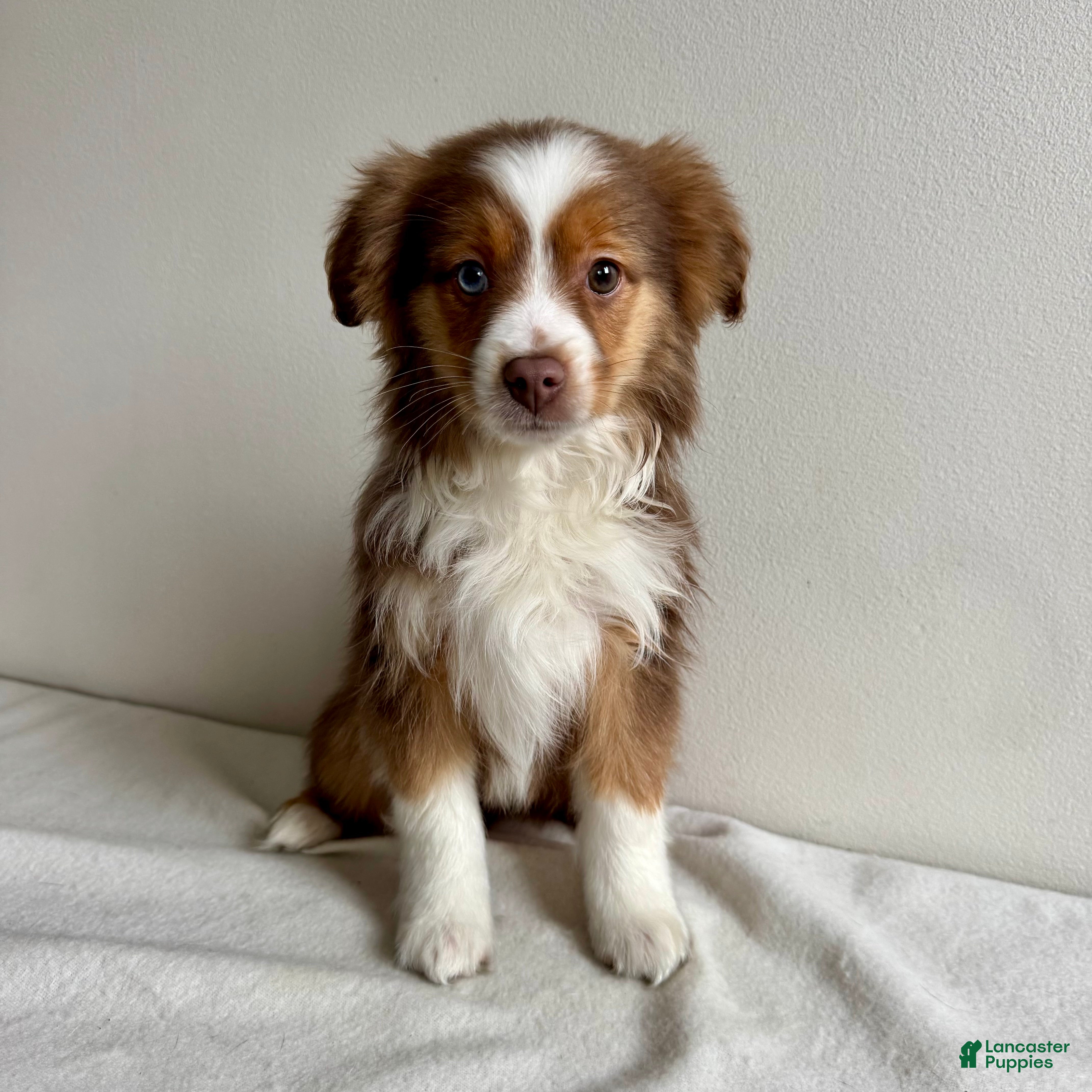 Toy Australian Shepherd dogs Sully - Ad 4