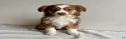 Toy Australian Shepherd dogs for sale: Sully - Ad 1