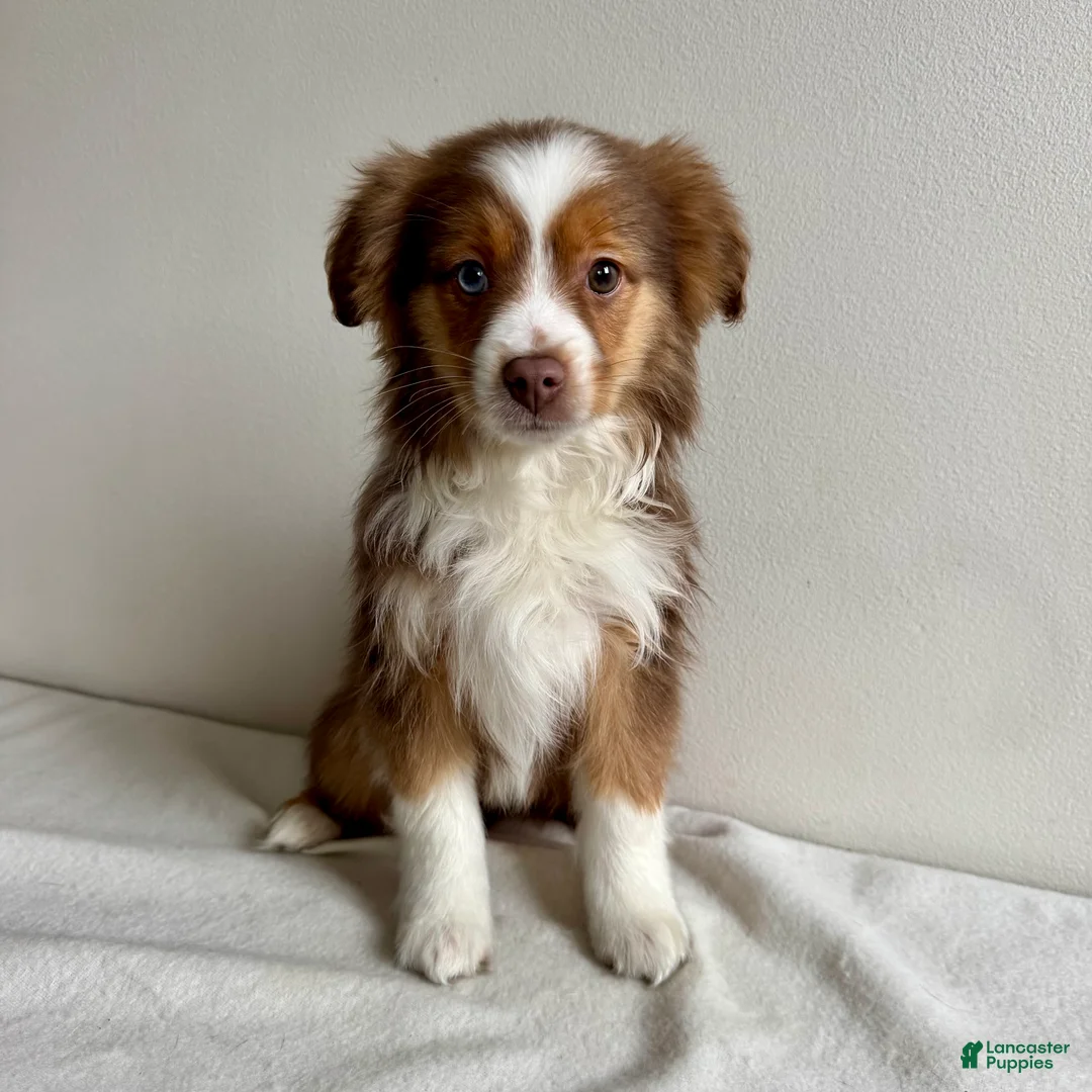 Toy Australian Shepherd dogs for sale: Sully - Ad 1