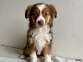 Toy Australian Shepherd dogs Sully - Ad 10