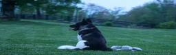 Akita dogs for sale: Olive - Ad 4