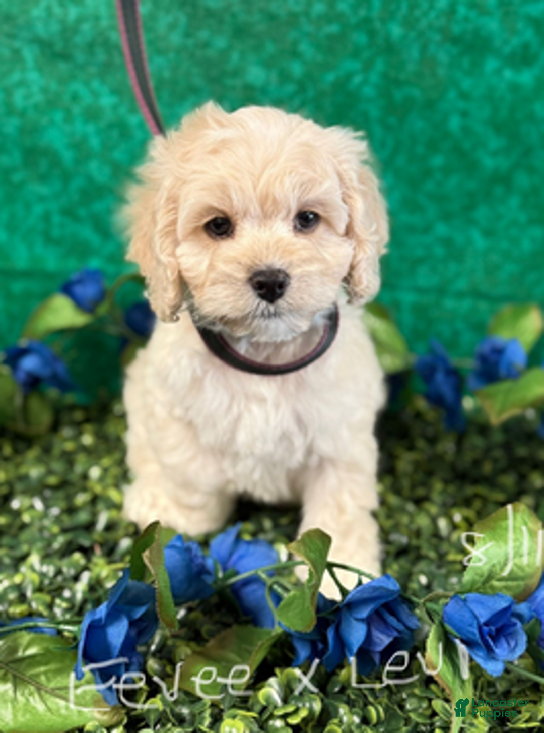 Cockapoo dogs for sale: Eevee boy2 - Ad 3