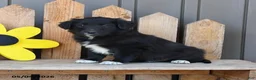 Mixed Breed dogs for sale: George - Ad 2