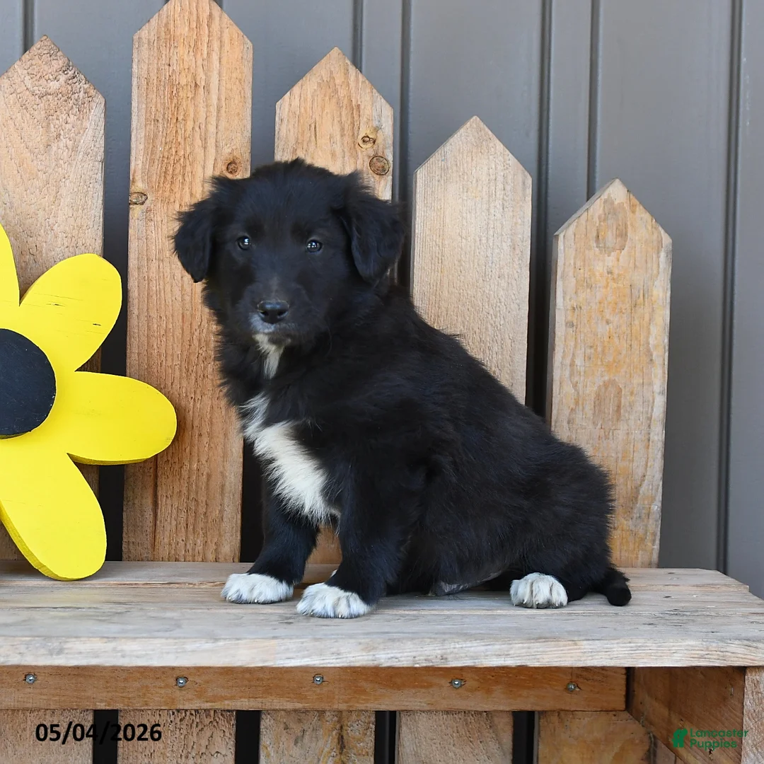 Mixed Breed dogs for sale: George - Ad 2