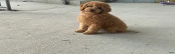 Mini Goldendoodle dogs for sale: Molly Mini Goldendoodle  - Ad 21