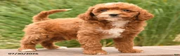 Miniature Poodle dogs for sale: Tiny Happy - Ad 5