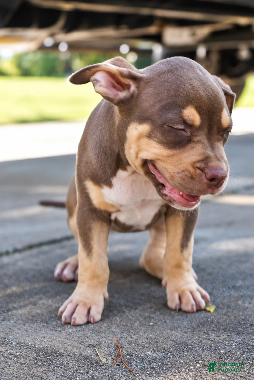 American Bully dogs for sale: American Bully 11 - Ad 4