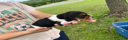 Basset Hound dogs for sale: Sadie - Ad 3