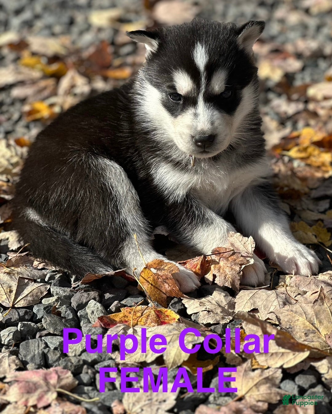 Siberian Husky dogs for sale: Siberian Husky Puppy 5 - Ad 1