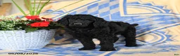 Standard Poodle dogs for sale: Volt  - Ad 3