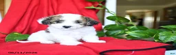 Bichpoo dogs for sale: Sweetie - Ad 4