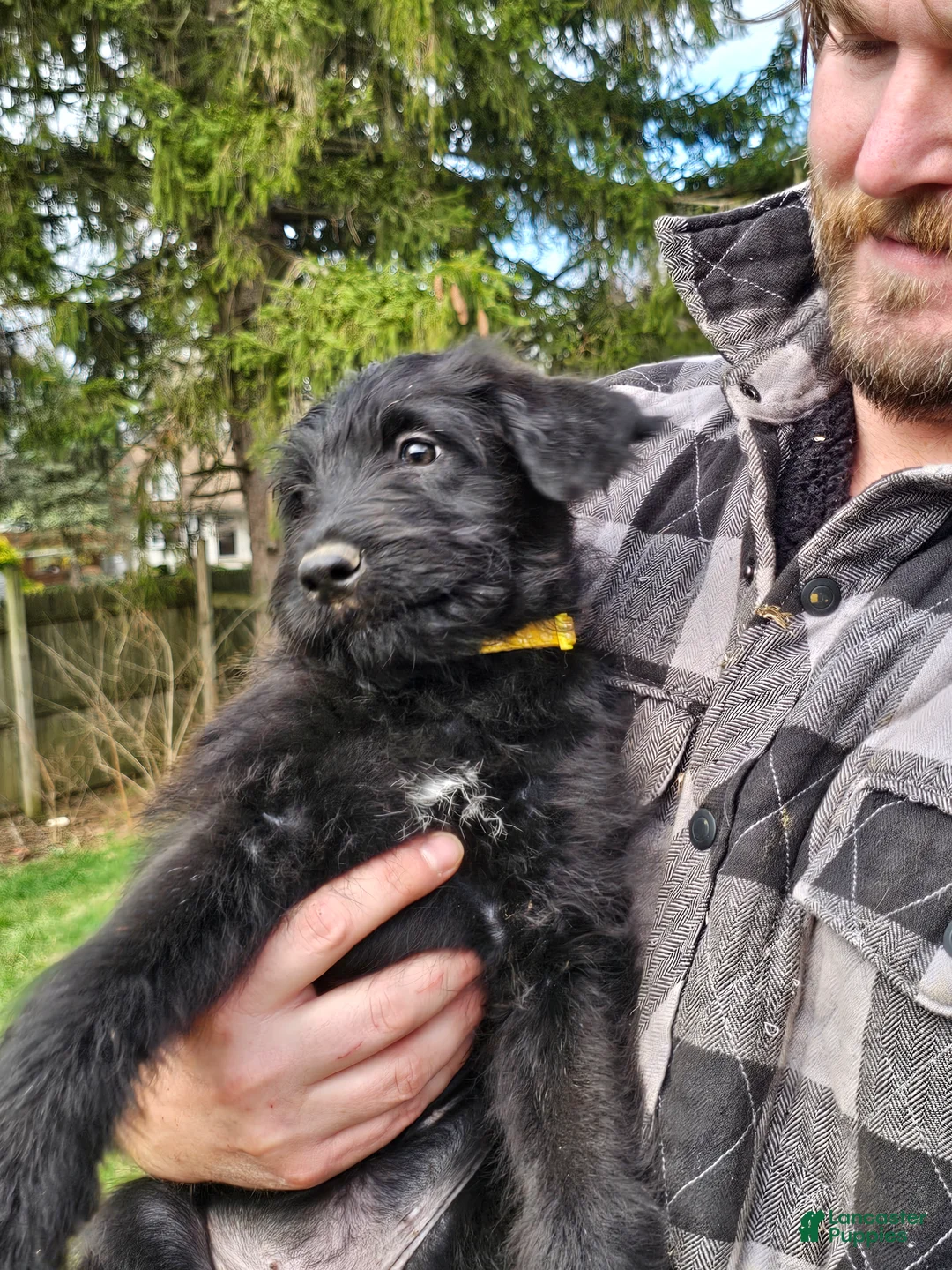 Mixed Breed dogs for sale: Rosalina - Ad 2