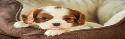 Cavalier King Charles Spaniel dogs for sale: Basil - Ad 4