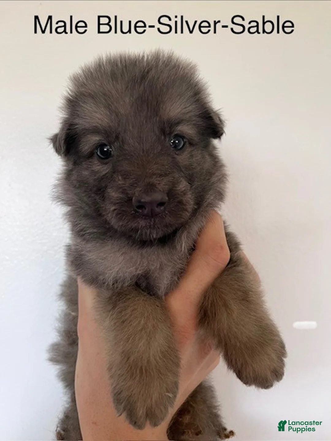German Shepherd dogs for sale: Male Tan/ Silver Blue Sable - Ad 1