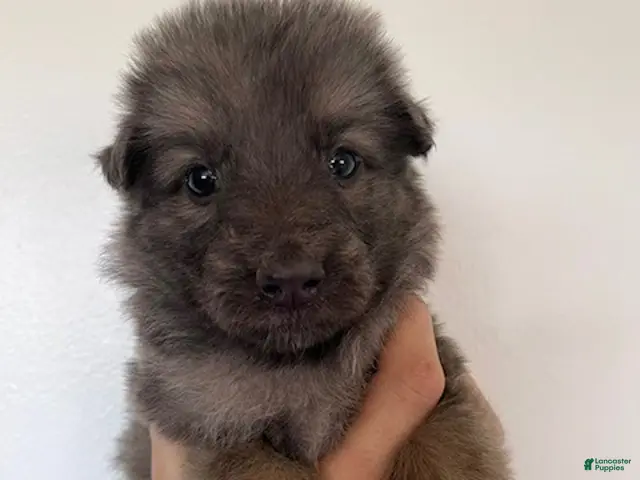 German Shepherd dogs for sale: Male Tan/ Silver Blue Sable - reserved - Ad 41