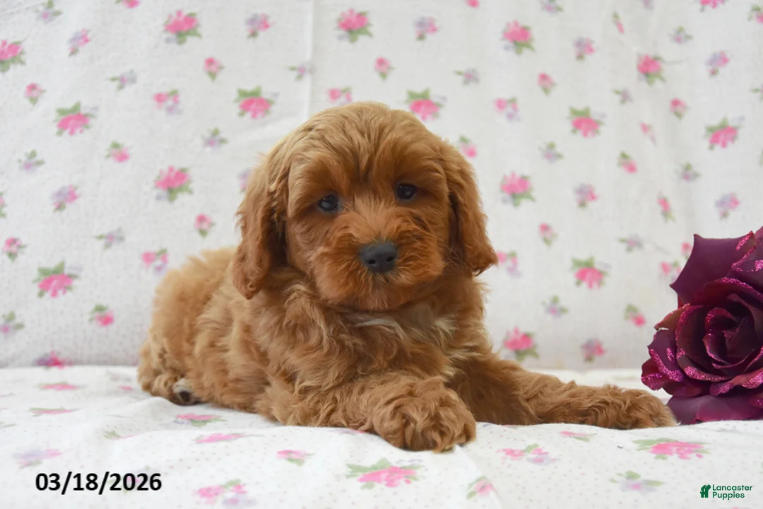Cavapoo dogs for sale: Dustin - Ad 2