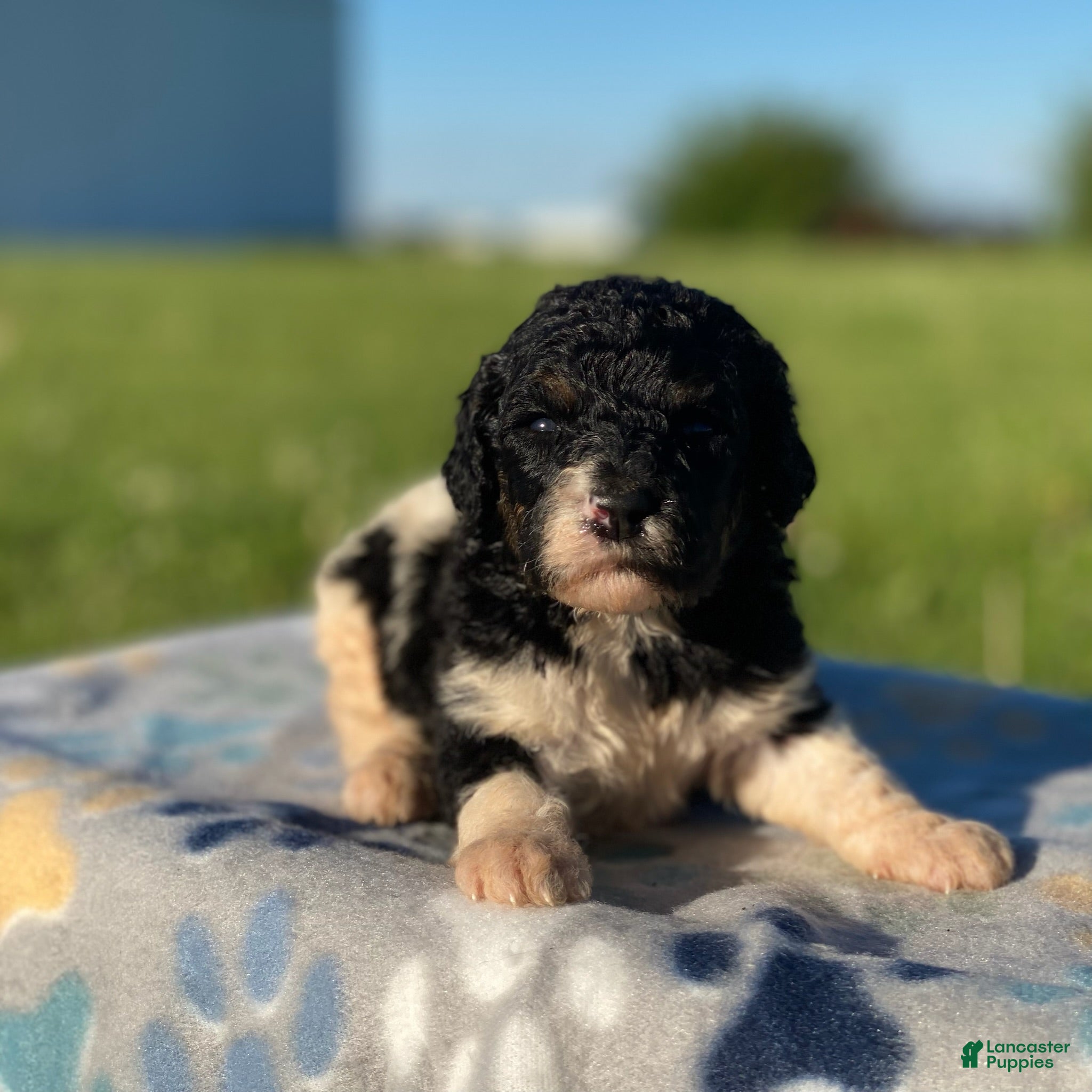 Standard Poodle dogs Winnie - Ad 27