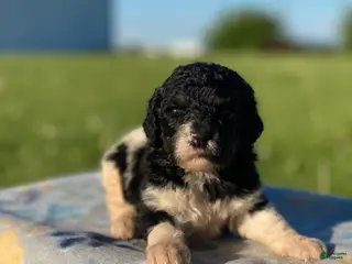Standard Poodle dogs Winnie - Ad 39