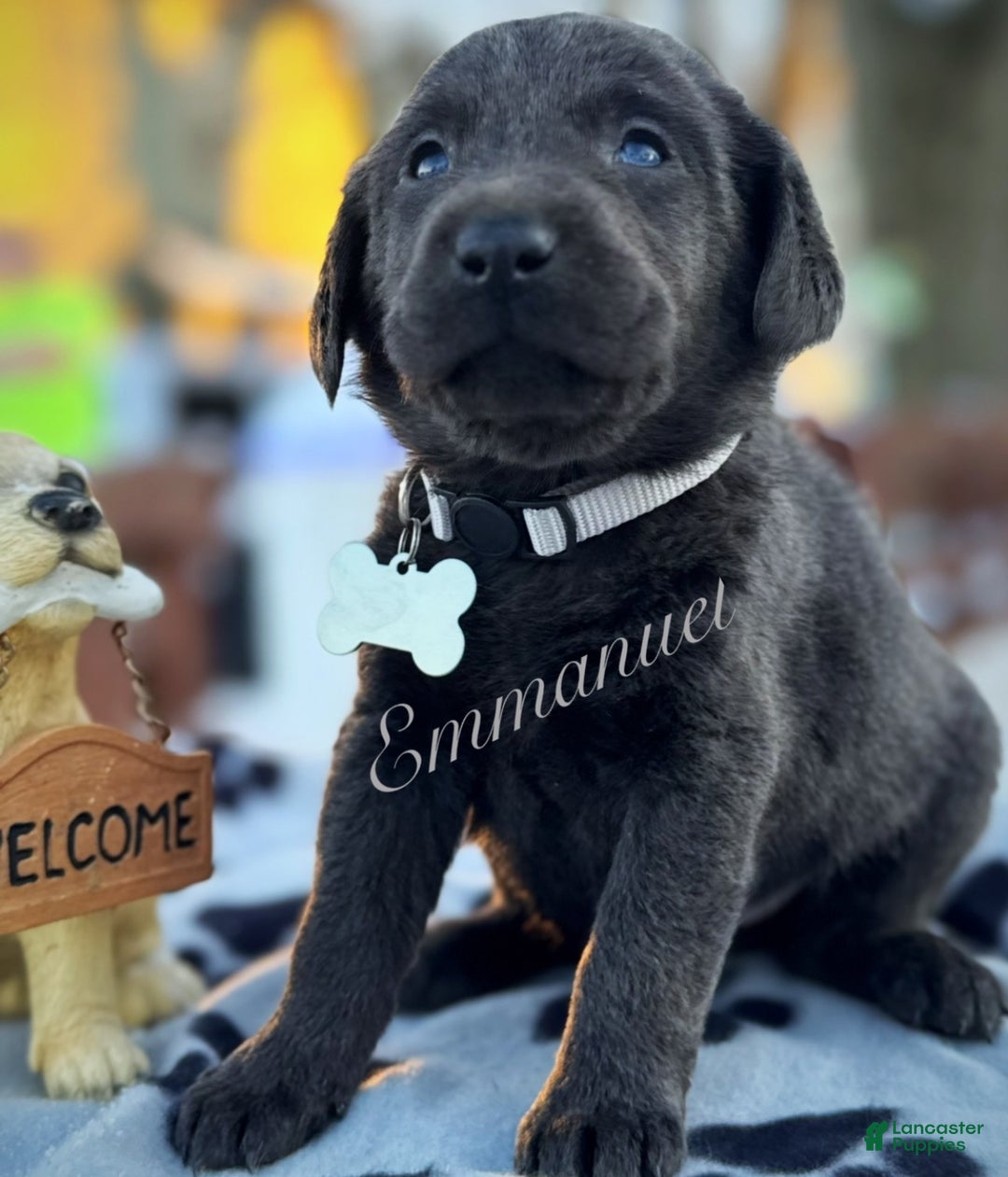 Labrador Retriever dogs for sale: Labrador Retriever Puppy 1 - Ad 1