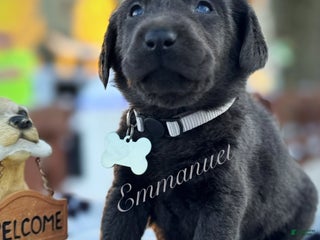 Labrador Retriever dogs Labrador Retriever Puppy 1 - Ad 30