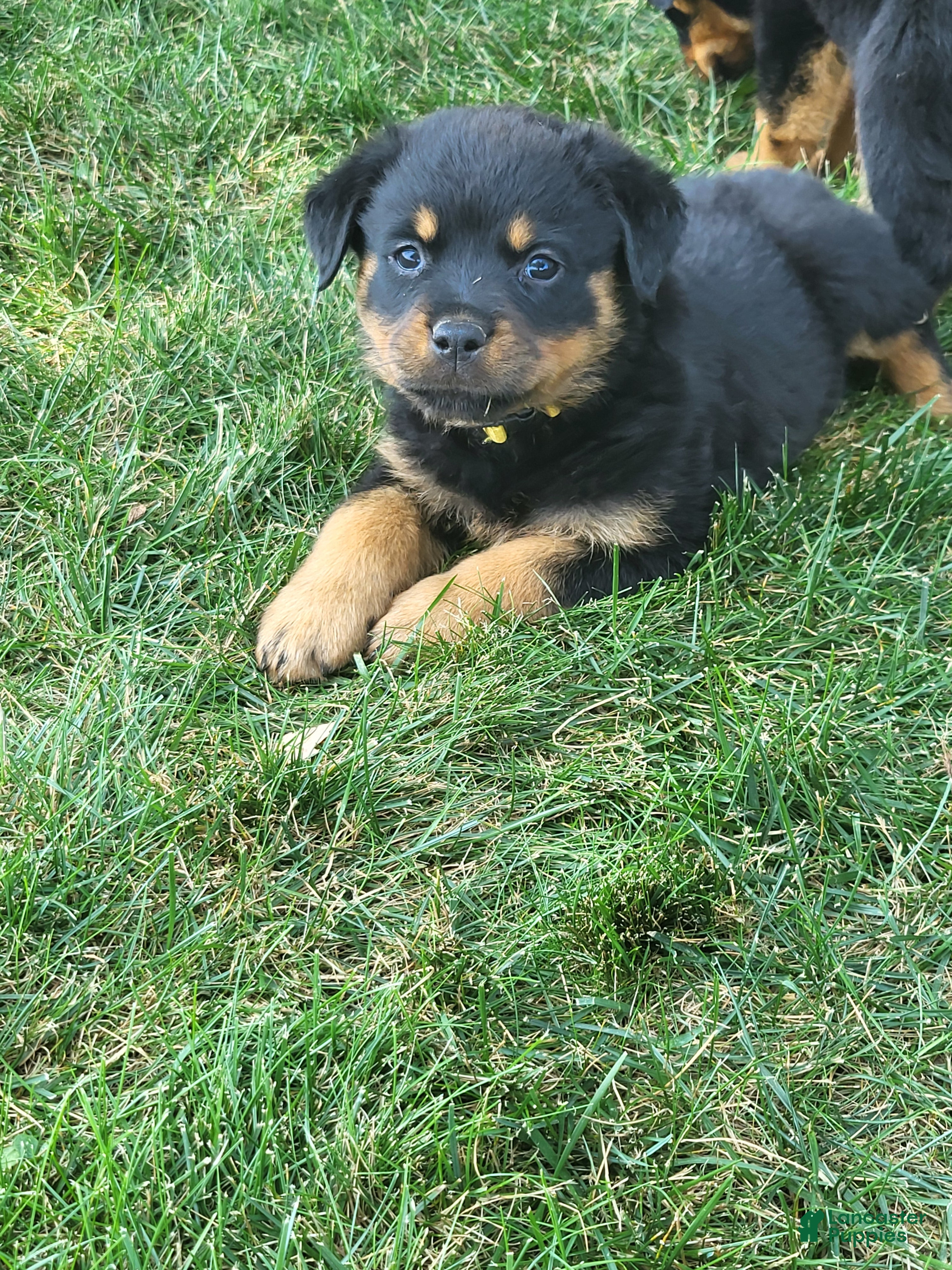 Rottweiler dogs Mini - Ad 2