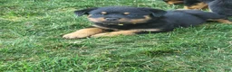 Rottweiler dogs for sale: Mini - Ad 2