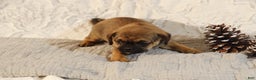 Puggle dogs for sale: Tracy - Ad 2