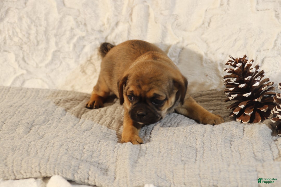 Puggle dogs for sale: Tracy - Ad 2
