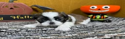 Shih Tzu dogs for sale: Shih Tzu 1 - Ad 2