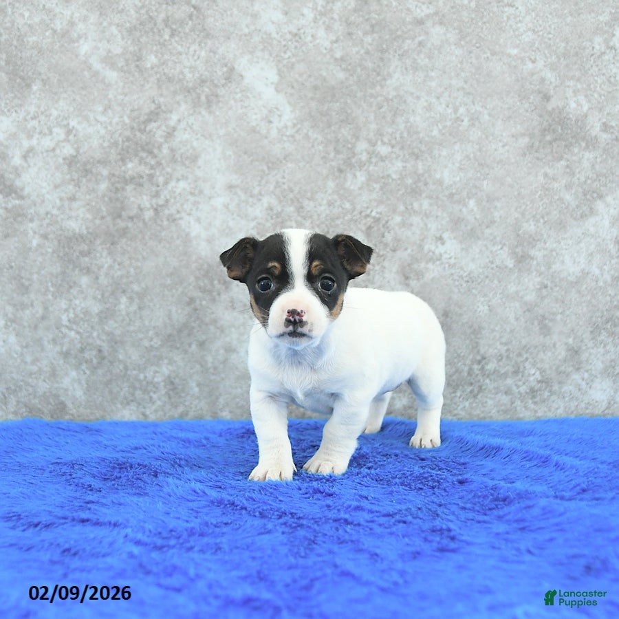 Mixed Breed dogs Ava  - Ad 28