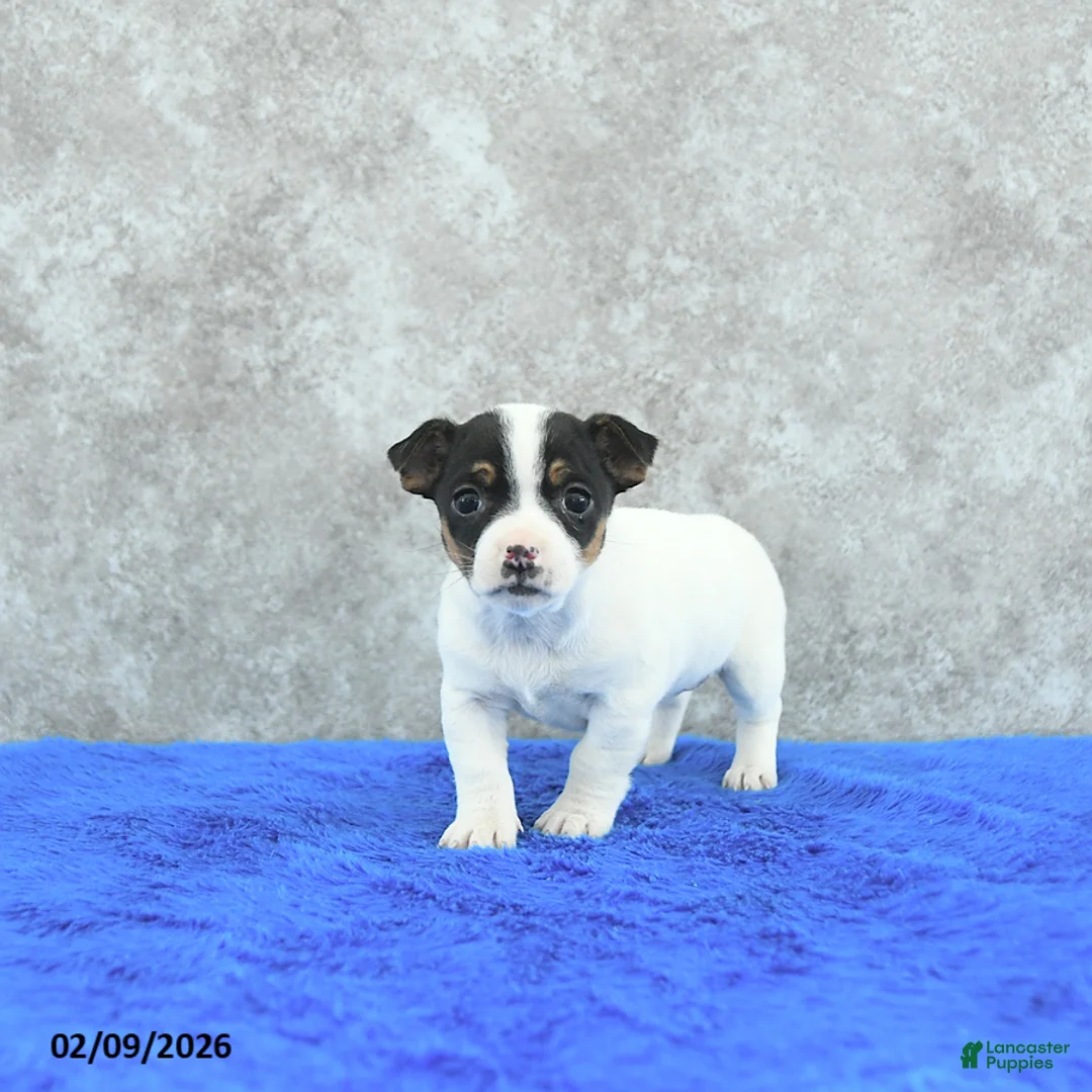 Mixed Breed dogs for sale: Ava  - Ad 1