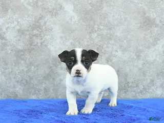 Mixed Breed dogs Ava - Ad 17