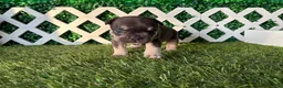 French Bulldog dogs for sale: French Bulldog 3 - Ad 3